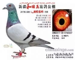 飞天大爱公棚最新公告，友情与飞翔的温馨故事揭晓