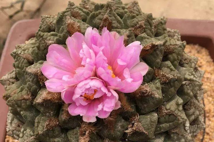 揭秘，最新苹果系统版本揭晓，一起探索最新特性！