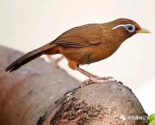 法律视野下的最新画眉鸟案探讨