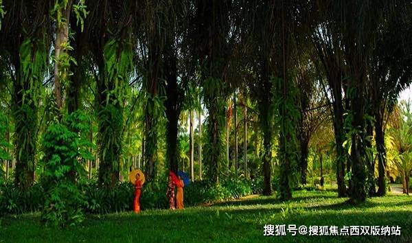 鳗苗最新动态，探寻自然美景之旅，寻觅内心平静之旅